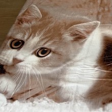 3D комплект чаршафи - Котенца
